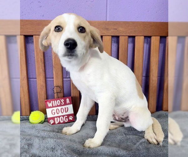 Medium Photo #3 Labbe Puppy For Sale in Genesee, WI, USA