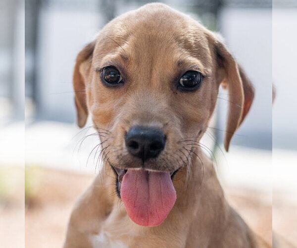 Medium Photo #1 Mutt Puppy For Sale in Hilton Head, SC, USA