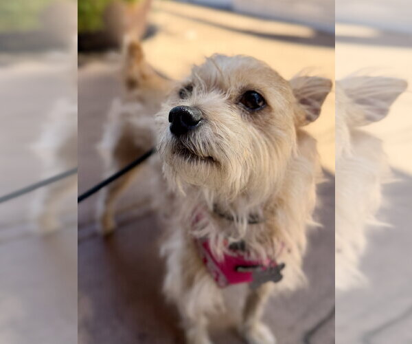 Medium Photo #3 Cairn Terrier-Unknown Mix Puppy For Sale in San Francisco, CA, USA