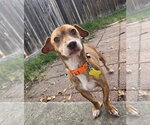 Small Photo #10 Chiweenie Puppy For Sale in Sandy, UT, USA