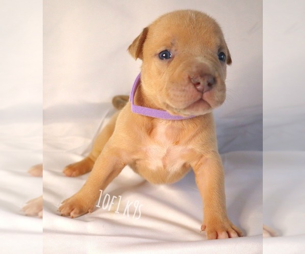 Medium Photo #31 American Bully Puppy For Sale in PALMDALE, CA, USA