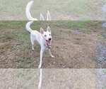 Small #9 German Shepherd Dog-Siberian Husky Mix
