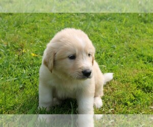 Golden Pyrenees Puppy for sale in CLAYTON, WA, USA