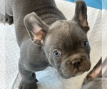 Small Photo #3 French Bulldog Puppy For Sale in MENIFEE, CA, USA