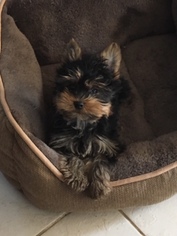 Yorkshire Terrier Puppy for sale in DUNSTABLE, MA, USA