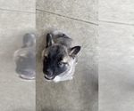Small Photo #13 Akita-Alusky Mix Puppy For Sale in SAN JACINTO, CA, USA
