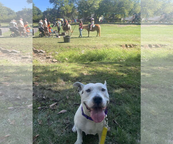 Medium Photo #14 American Pit Bull Terrier-Unknown Mix Puppy For Sale in Derwood, MD, USA