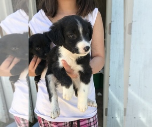 Border Collie Puppy for sale in SAN DIEGO, CA, USA
