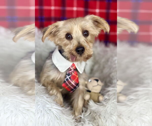 Medium Photo #1 Mutt Puppy For Sale in Bon Carbo, CO, USA