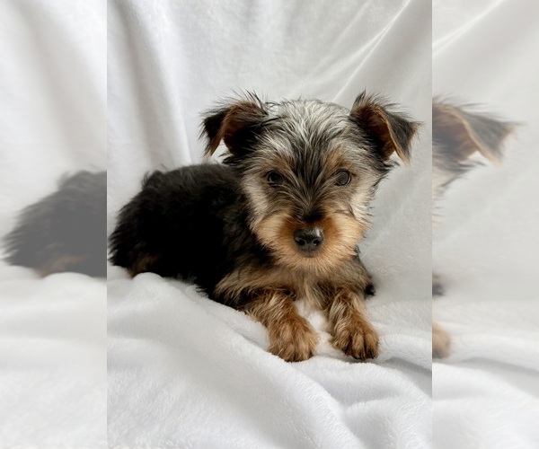 Medium Photo #2 Yorkshire Terrier Puppy For Sale in FAIR HAVEN, MI, USA