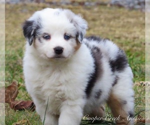 Miniature Australian Shepherd Puppy for sale in SMITHVILLE, AR, USA