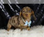 Small #3 Dachshund