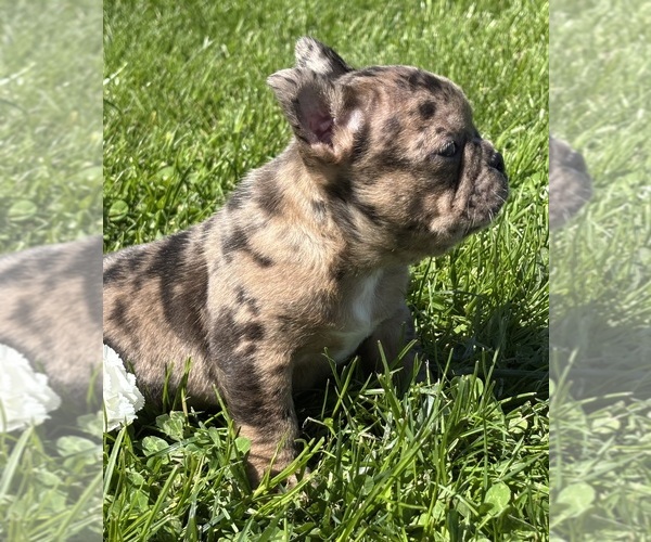 Medium Photo #12 Faux Frenchbo Bulldog Puppy For Sale in ROCK STREAM, NY, USA