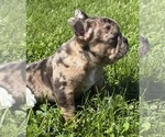 Small #11 Faux Frenchbo Bulldog