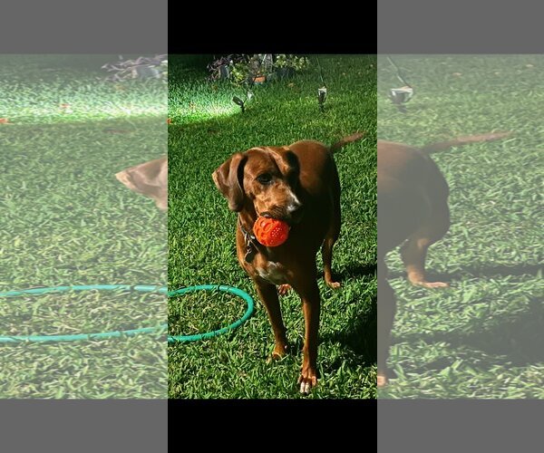 Medium Photo #4 Redbone Coonhound Puppy For Sale in Davie, FL, USA