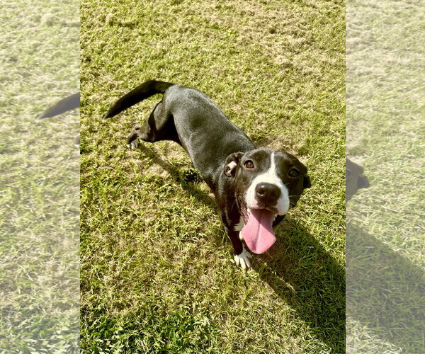 Medium Photo #2 Mutt Puppy For Sale in Eastman, GA, USA