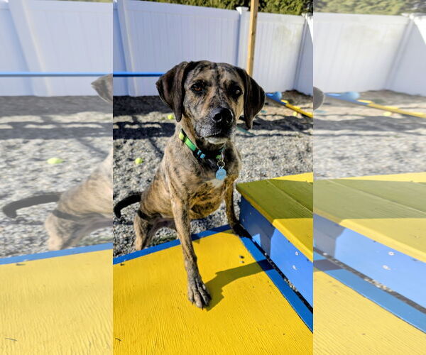 Medium Photo #2 Mountain Cur-Unknown Mix Puppy For Sale in Rockaway, NJ, USA