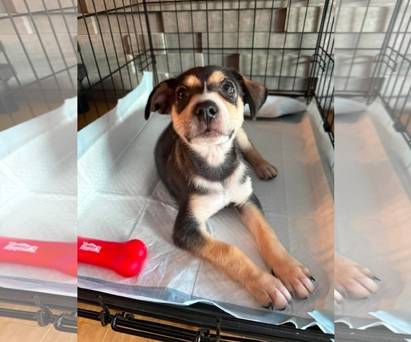 Medium Photo #3 Australian Terrier-German Shepherd Dog Mix Puppy For Sale in Duluth, MN, USA
