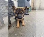 Small Photo #5 German Shepherd Dog Puppy For Sale in HACIENDA HEIGHTS, CA, USA