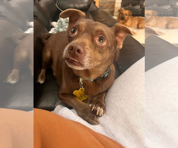 Medium Photo #1 Chihuahua Puppy For Sale in Sandy, UT, USA