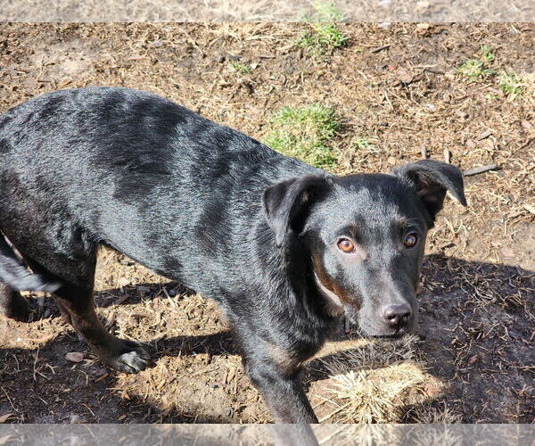 Medium Photo #2 Jack Russell Terrier-Retriever  Mix Puppy For Sale in Marine City, MI, USA