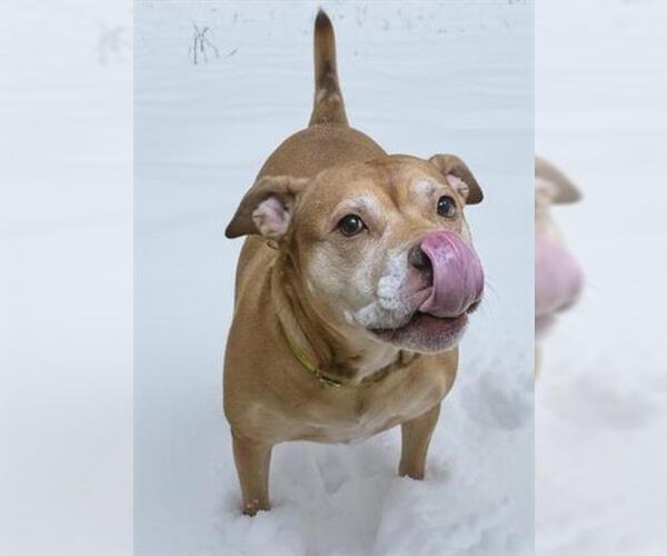 Medium Photo #1 Mastiff-Unknown Mix Puppy For Sale in Akron, OH, USA