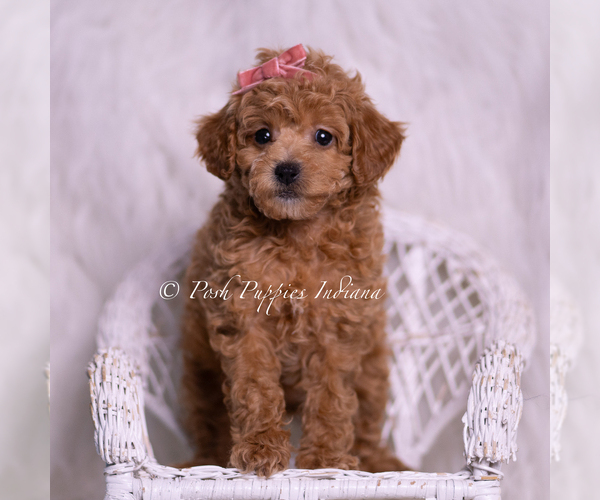 Medium Photo #6 Poodle (Miniature) Puppy For Sale in WARSAW, IN, USA