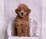 Small #5 Poodle (Miniature)