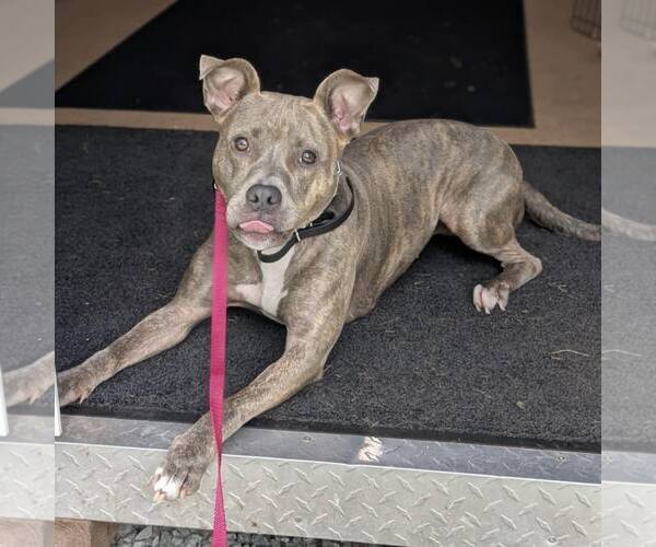 Medium Photo #2 American Staffordshire Terrier-Unknown Mix Puppy For Sale in New Oxford , PA, USA