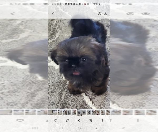 Medium Photo #1 Shih Tzu Puppy For Sale in SALEM, OR, USA