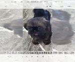 Small Photo #1 Shih Tzu Puppy For Sale in SALEM, OR, USA