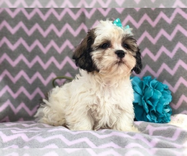 Medium Photo #2 Zuchon Puppy For Sale in LAKELAND, FL, USA