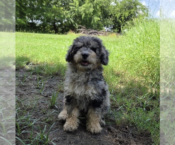 Medium Photo #5 Aussiedoodle Puppy For Sale in WILLS POINT, TX, USA