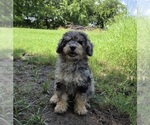 Small #4 Aussiedoodle