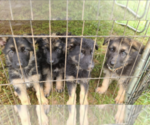 Small Photo #1 German Shepherd Dog Puppy For Sale in CHATHAM, VA, USA