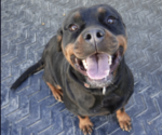 Small #1 Rottweiler