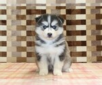 Small #2 Pomsky