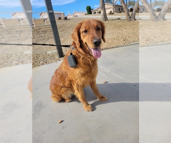 Medium Photo #2 Golden Retriever Puppy For Sale in GOODYEAR, AZ, USA
