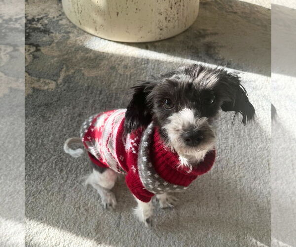 Medium Photo #2  Puppy For Sale in , 