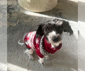 Poodle (Miniature) Dogs for adoption in Brooklyn, NY, USA