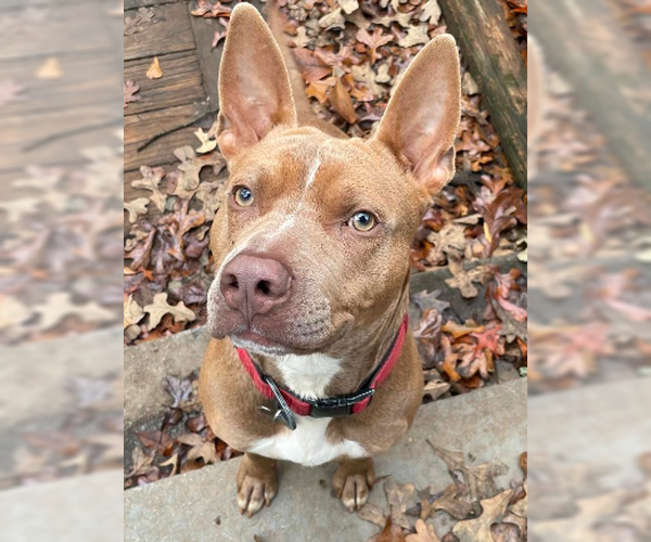 Medium Photo #2 American Staffordshire Terrier-Bull Terrier Mix Puppy For Sale in Decatur, GA, USA