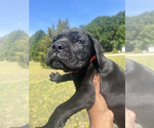 Medium Photo #2 Cane Corso Puppy For Sale in CROSS HILL, SC, USA
