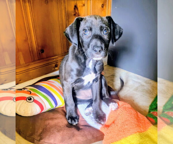 Medium Photo #2 Labrador Retriever-Unknown Mix Puppy For Sale in Raleigh, NC, USA