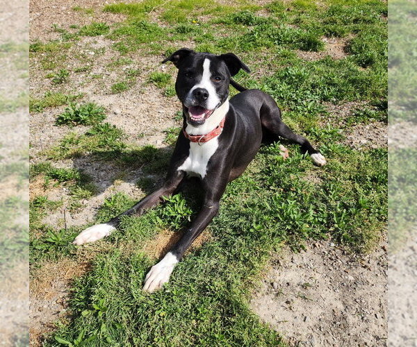 Medium Photo #1 American Pit Bull Terrier-Unknown Mix Puppy For Sale in Evansville, IN, USA