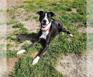 American Pit Bull Terrier-Unknown Mix Dogs for adoption in Evansville, IN, USA