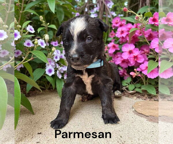 Medium Photo #3 Borador Puppy For Sale in GILBERTS, IL, USA