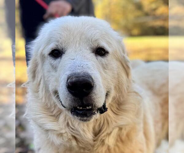 Medium Photo #1 Great Pyrenees-Unknown Mix Puppy For Sale in Yardley, PA, USA