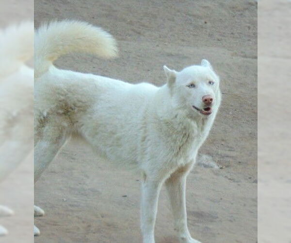 Medium Photo #13 Siberian Husky Puppy For Sale in Pacific grove , CA, USA