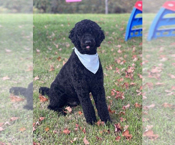 Medium Photo #1 Rottle Puppy For Sale in MARIETTA, OH, USA