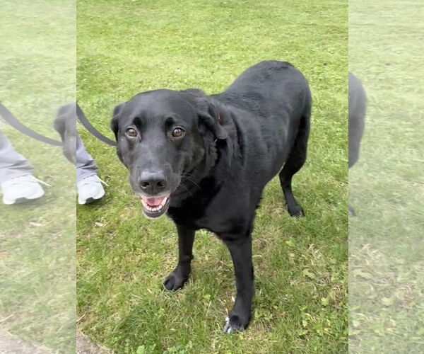 Medium Photo #2 Labrenees Puppy For Sale in Warrington, PA, USA